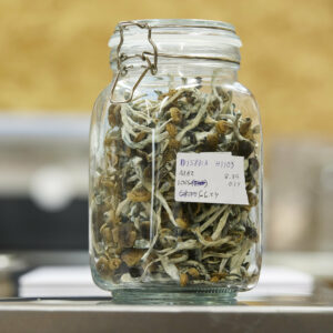 Buy Featured Special 'Half Oz' Magic Mushrooms