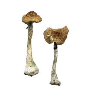 Buy A+ Magic Mushrooms Online | Magic Mushrooms Dispensary