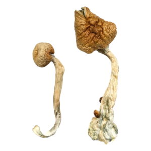 Buy African Transkei Magic Mushrooms Online | Magic Mushrooms Dispensary