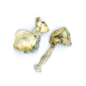 Buy Albino Huautla Magic Mushrooms Online | Magic Mushrooms Dispensary