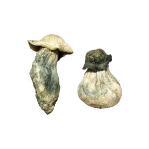 Buy Albino Penis Envy Magic Mushrooms Online | Magic Mushrooms Dispensary