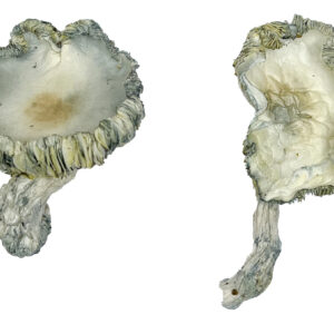 Buy Albino Roller-Coaster Magic Mushrooms Online | Magic Mushrooms Dispensary