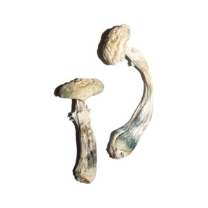 Buy Avery’s Albino Magic Mushrooms Online | Magic Mushrooms Dispensary