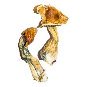 Buy B+ Magic Mushrooms Online | Magic Mushrooms Dispensary