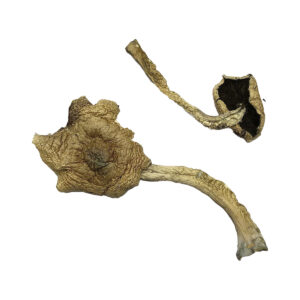 Buy Bayou Magic Mushrooms Online | Magic Mushrooms Dispensary