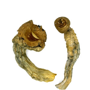 Buy Blue Magnolia Rust Magic Mushrooms Online | Magic Mushrooms Dispensary