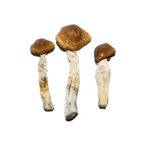 Buy Brazilian Magic Mushrooms Online | Magic Mushrooms Dispensary