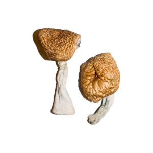Buy Burmese Magic Mushrooms Online | Magic Mushrooms Dispensary