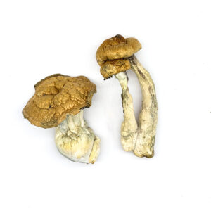 Buy DC Mak Magic Mushrooms Online | Magic Mushrooms Dispensary