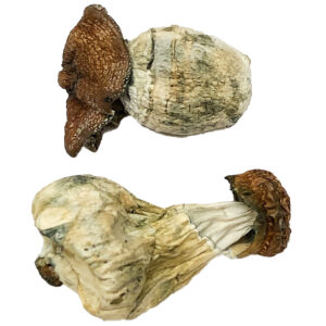 Buy Dino Egg Magic Mushrooms Online | Magic Mushrooms Dispensary