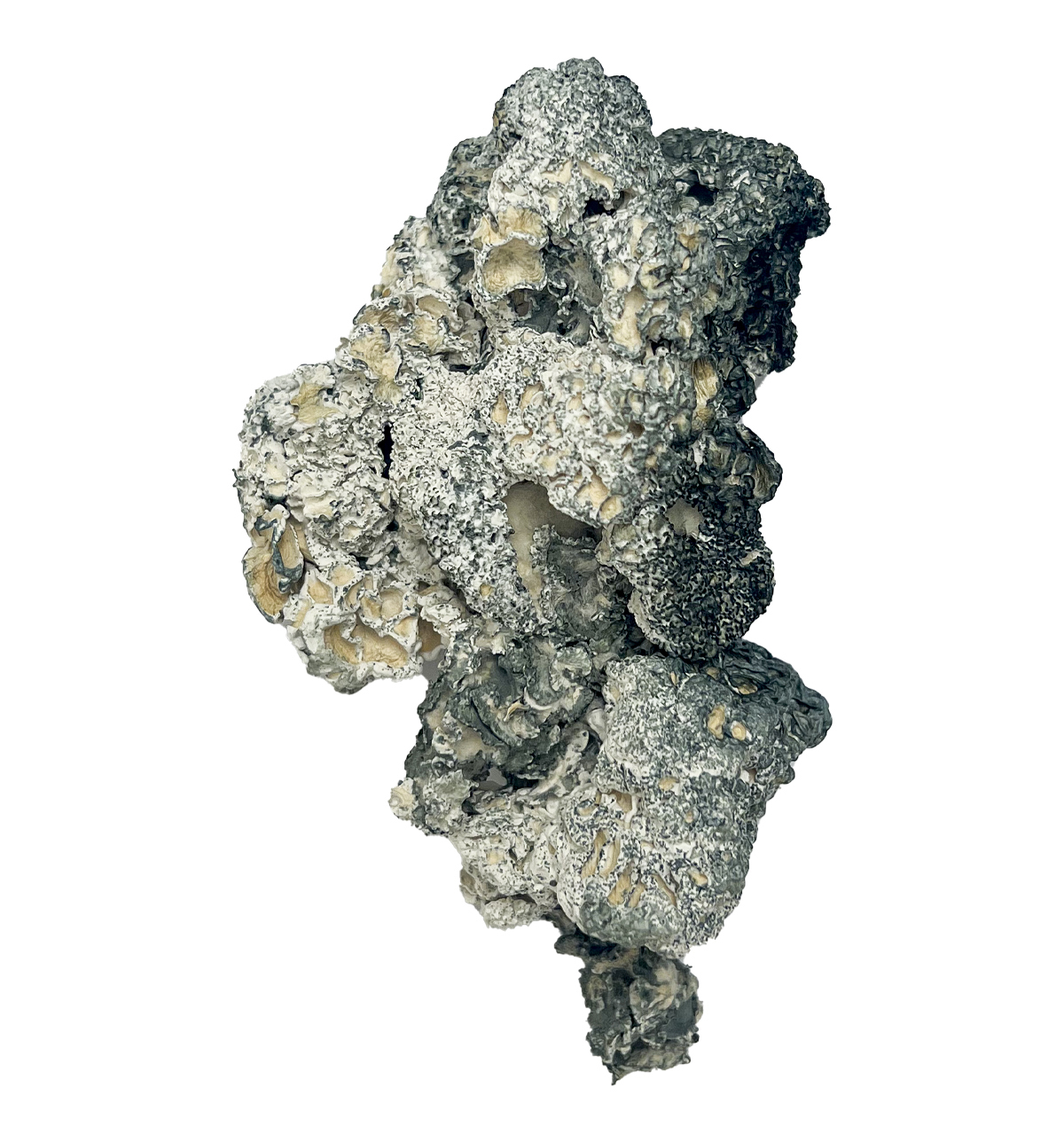 Buy Enigma Magic Mushrooms Online | Magic Mushrooms Dispensary