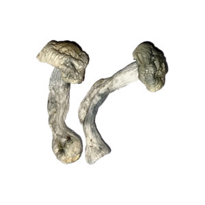 Buy Fisher Magic Mushrooms Online | Magic Mushrooms Dispensary