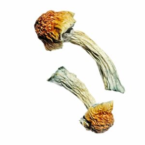 Buy Golden Penis Envy Magic Mushrooms Online | Magic Mushrooms Dispensary