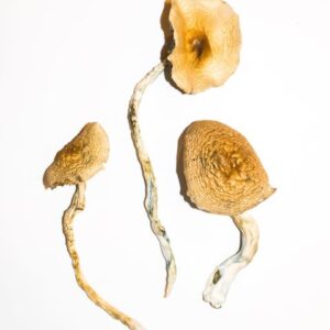 Buy Golden Teachers Magic Mushrooms Online | Magic Mushrooms Dispensary