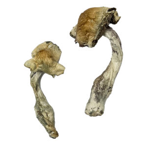 Buy Gorlin Magic Mushrooms Online | Magic Mushrooms Dispensary