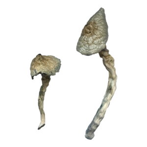 Buy Great White Monster Magic Mushrooms Online | Magic Mushrooms Dispensary