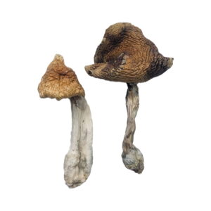 Buy Hawaiian Magic Mushrooms Online | Magic Mushrooms Dispensary