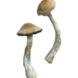 Buy HillBilly Magic Mushrooms Online | Magic Mushrooms Dispensary