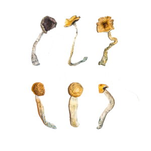 Buy Magic Mushroom Sampler Kit / Tasting Menu Online | Magic Mushrooms Dispensary