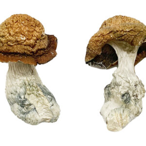 Buy Makilla Gorilla Magic Mushrooms Online | Magic Mushrooms Dispensary