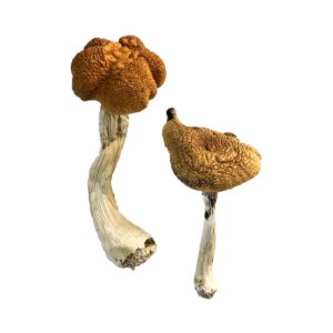 Buy Malaysian Magic Mushrooms Online | Magic Mushrooms Dispensary