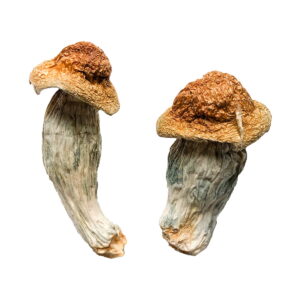 Buy Melmac (Homestead Penis Envy) Magic Mushrooms Online | Magic Mushrooms Dispensary