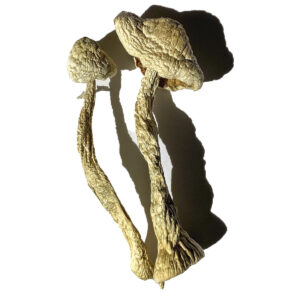 Buy Moby Dick Magic Mushrooms Online | Magic Mushrooms Dispensary