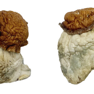 Buy Oak Ridge Magic Mushrooms Online | Magic Mushrooms Dispensary