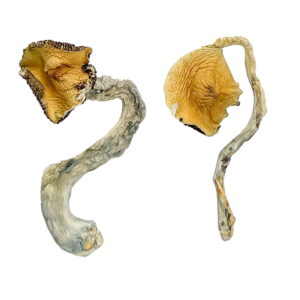 Buy Panama Magic Mushrooms Online | Magic Mushrooms Dispensary