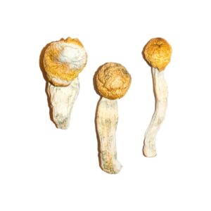 Buy Penis Envy Magic Mushrooms Online | Magic Mushrooms Dispensary