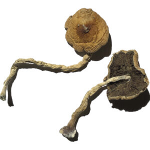 Buy PF Classic Magic Mushrooms Online | Magic Mushrooms Dispensary