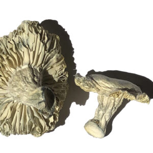 Buy Phobos Magic Mushrooms Online | Magic Mushrooms Dispensary