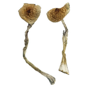 Buy Quezon Magic Mushrooms Online | Magic Mushrooms Dispensary