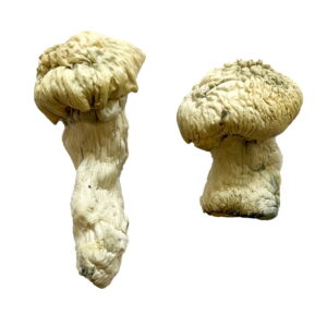 Buy Shakti (Albino Malabar) Magic Mushrooms Online | Magic Mushrooms Dispensary