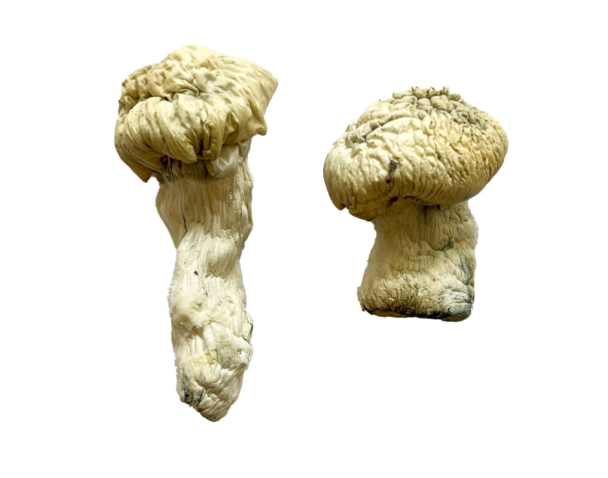 Buy Shakti (Albino Malabar) Magic Mushrooms Online | Magic Mushrooms Dispensary
