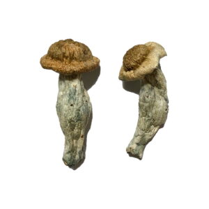 Buy Shepherds Cut Penis Envy Magic Mushrooms Online | Magic Mushrooms Dispensary