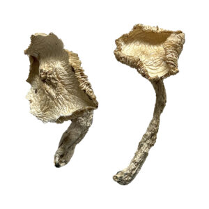 Buy Stakz Magic Mushrooms Online | Magic Mushrooms Dispensary