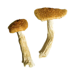 Buy Teonanacatl Magic Mushrooms Online | Magic Mushrooms Dispensary