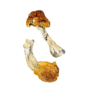 Buy Texas Orange Cap Magic Mushrooms Online | Magic Mushrooms Dispensary