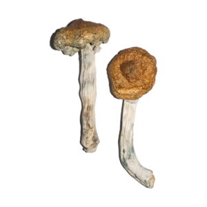 Buy Vietnamese Magic Mushrooms Online | Magic Mushrooms Dispensary