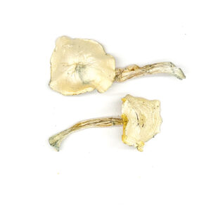 Buy Wombat True Albino Teacher (TAT) Magic Mushrooms Online | Magic Mushrooms Dispensary